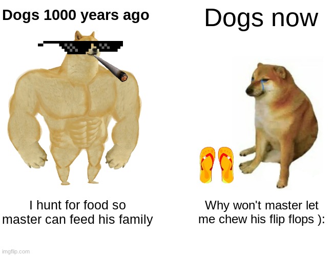 Buff Doge vs. Cheems | Dogs now; Dogs 1000 years ago; I hunt for food so master can feed his family; Why won't master let me chew his flip flops ): | image tagged in memes,buff doge vs cheems | made w/ Imgflip meme maker