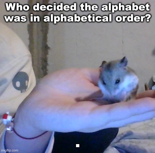 Hampter | Who decided the alphabet was in alphabetical order? . | image tagged in hampter | made w/ Imgflip meme maker