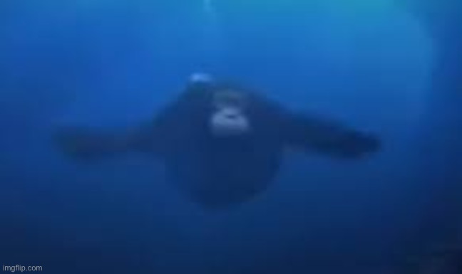monke swimming | image tagged in monke swimming | made w/ Imgflip meme maker