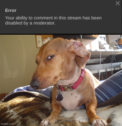 disable my comment ban please. | image tagged in suspicious dog | made w/ Imgflip meme maker