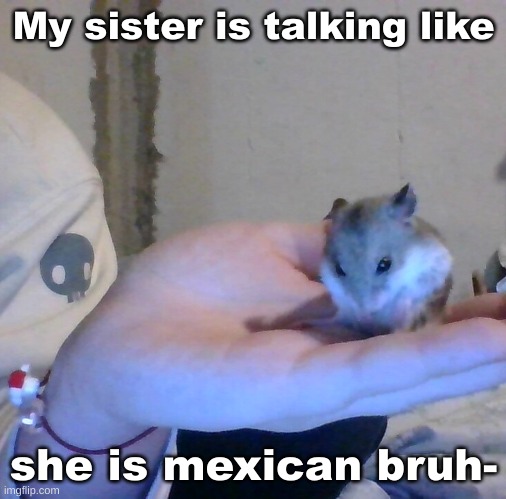 and it's only when she is talking to her MEXICAN FRIEND | My sister is talking like; she is mexican bruh- | image tagged in hampter | made w/ Imgflip meme maker