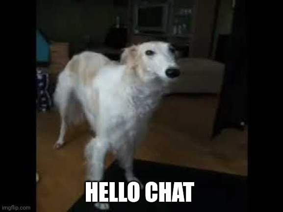 Low quality borzoi dog | HELLO CHAT | image tagged in low quality borzoi dog | made w/ Imgflip meme maker