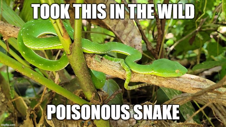 Took it in thailand | TOOK THIS IN THE WILD; POISONOUS SNAKE | image tagged in snakes,pictures | made w/ Imgflip meme maker