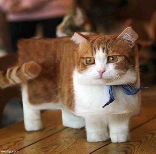 cat from minecraft | image tagged in minecraft | made w/ Imgflip meme maker