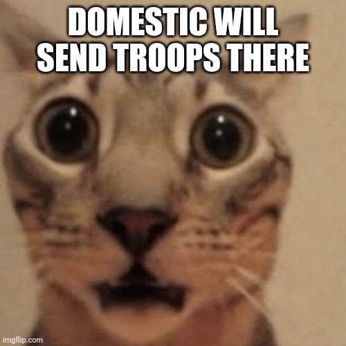 Domestic short-haired cat | DOMESTIC WILL SEND TROOPS THERE | image tagged in domestic short-haired cat | made w/ Imgflip meme maker