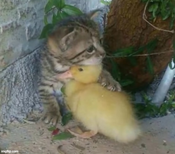 Animal friendships are amazing | image tagged in cat,duck,friendship | made w/ Imgflip meme maker