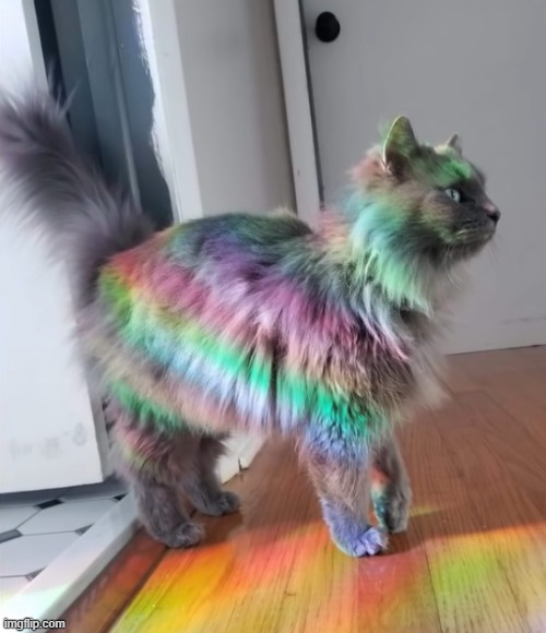 Nyan Cat IRL | image tagged in cat,rainbow | made w/ Imgflip meme maker