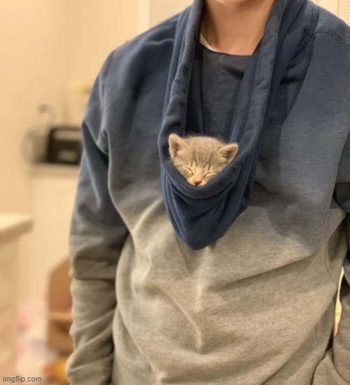 The right way to wear a hoodie | image tagged in cat,hoodie | made w/ Imgflip meme maker