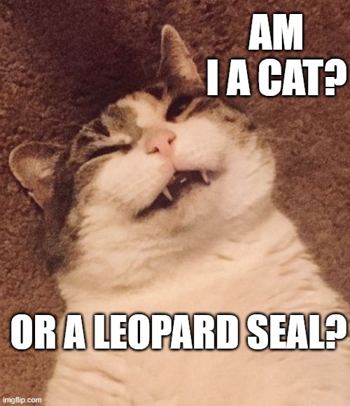 Am I a Vampire? | AM I A CAT? OR A LEOPARD SEAL? | image tagged in mrteeth,funny cats,cats | made w/ Imgflip meme maker