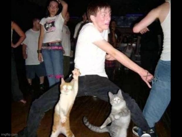 Party hard cat | image tagged in party hard cat | made w/ Imgflip meme maker