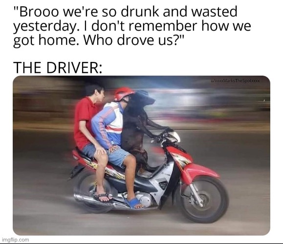 image tagged in driver,memes,repost,funny,bear,motorcycle | made w/ Imgflip meme maker