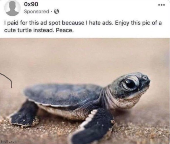 image tagged in wholesome,wholesome content,turtle,ads,memes,animals | made w/ Imgflip meme maker