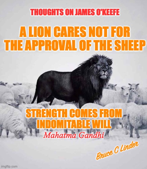 James O'Keefe | THOUGHTS ON JAMES O'KEEFE; A LION CARES NOT FOR THE APPROVAL OF THE SHEEP; STRENGTH COMES FROM
INDOMITABLE WILL; Mahatma Gandhi; Bruce C Linder | image tagged in lion and sheep,james okeefe,project veritas | made w/ Imgflip meme maker