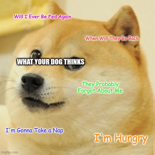Doge Meme | Will I Ever Be Fed Again; When Will They Be Back; WHAT YOUR DOG THINKS; They Probably Forgot About Me; I'm Gonna Take a Nap; I'm Hungry | image tagged in memes,doge | made w/ Imgflip meme maker