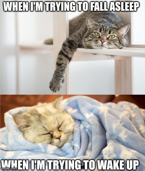 Sadly true | WHEN I'M TRYING TO FALL ASLEEP; WHEN I'M TRYING TO WAKE UP | image tagged in cats,sleep,mornings | made w/ Imgflip meme maker