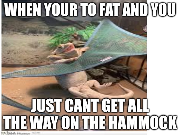 lizzu | WHEN YOUR TO FAT AND YOU; JUST CANT GET ALL THE WAY ON THE HAMMOCK | image tagged in funny memes | made w/ Imgflip meme maker