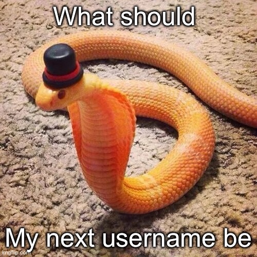 surprise buttsex | What should; My next username be | image tagged in dapper snek,surprise buttsex | made w/ Imgflip meme maker