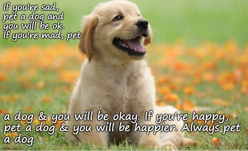 Always pet a dog | If you're sad,  
pet a dog and                
you will be ok.
If you're mad, pet; a dog & you will be okay. If you're happy,
pet a dog & you will be happier. Always pet 
a dog. | image tagged in cute dog | made w/ Imgflip meme maker