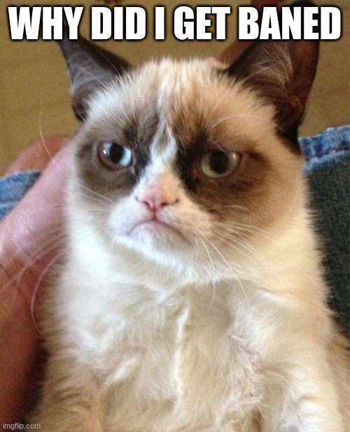 WHYYYYYY | WHY DID I GET BANED | image tagged in memes,grumpy cat | made w/ Imgflip meme maker