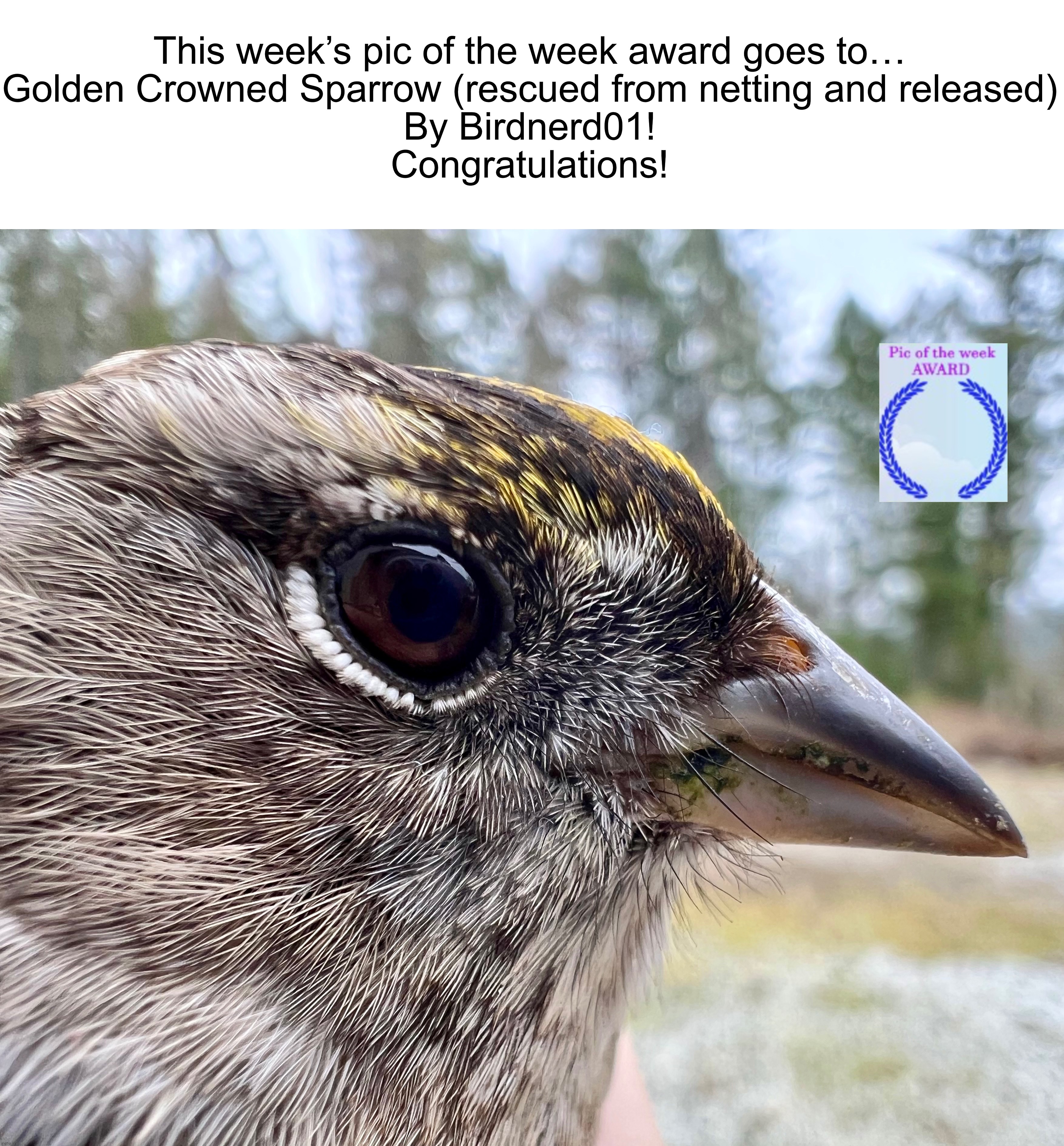 Golden Crowned Sparrow (rescued from netting and released) by @Birdnerd01 https://imgflip.com/i/7bk2dg | This week’s pic of the week award goes to…
Golden Crowned Sparrow (rescued from netting and released)
By Birdnerd01!
Congratulations! | image tagged in share your own photos | made w/ Imgflip meme maker