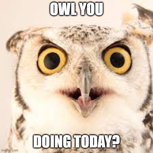 Owl You Doing Today | OWL YOU; DOING TODAY? | image tagged in memes,funny memes,funny,owl,animals | made w/ Imgflip meme maker