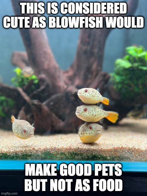 Blowfish Stack | THIS IS CONSIDERED CUTE AS BLOWFISH WOULD; MAKE GOOD PETS BUT NOT AS FOOD | image tagged in blowfish,memes | made w/ Imgflip meme maker