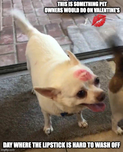 Lipstick Stain on Chihuahua | THIS IS SOMETHING PET OWNERS WOULD DO ON VALENTINE'S; DAY WHERE THE LIPSTICK IS HARD TO WASH OFF | image tagged in dogs,memes | made w/ Imgflip meme maker