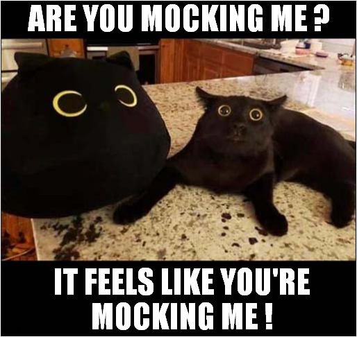 A Curious Cat ! | ARE YOU MOCKING ME ? IT FEELS LIKE YOU'RE
MOCKING ME ! | image tagged in cats,mocking | made w/ Imgflip meme maker