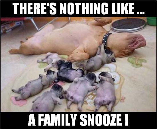 To Sleep, Perchance To Dream ! | THERE'S NOTHING LIKE ... A FAMILY SNOOZE ! | image tagged in dogs,puppies,sleeping | made w/ Imgflip meme maker