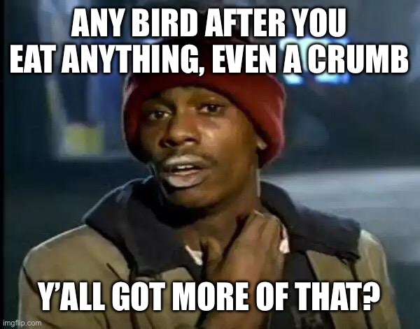Y'all Got Any More Of That | ANY BIRD AFTER YOU EAT ANYTHING, EVEN A CRUMB; Y’ALL GOT MORE OF THAT? | image tagged in memes,y'all got any more of that | made w/ Imgflip meme maker