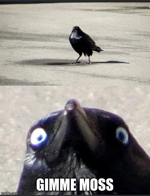 insanity crow | GIMME MOSS | image tagged in insanity crow | made w/ Imgflip meme maker