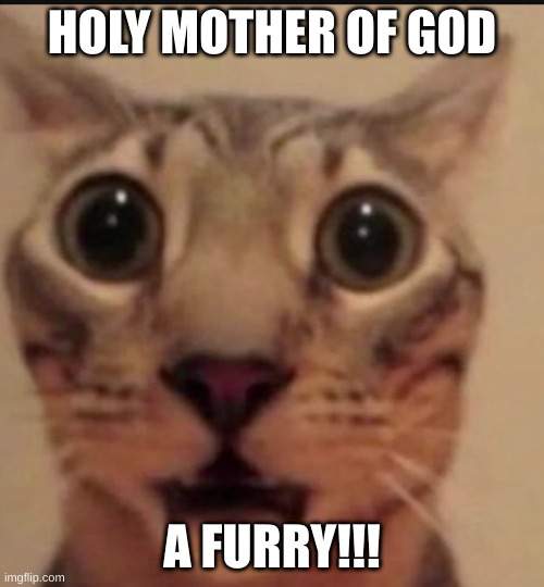 FURRI | HOLY MOTHER OF GOD; A FURRY!!! | image tagged in holy mother of god | made w/ Imgflip meme maker