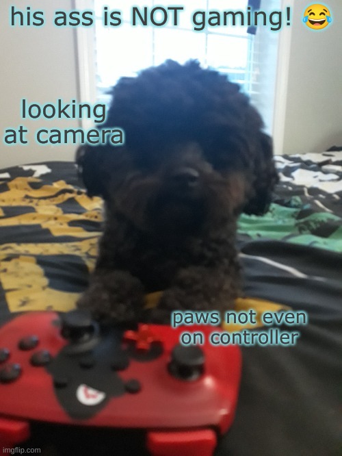 his ass is NOT gaming! 😂; looking at camera; paws not even on controller | made w/ Imgflip meme maker