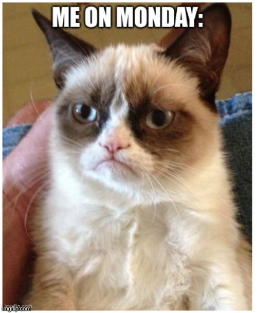 image tagged in grumpy cat | made w/ Imgflip meme maker