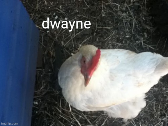 Angry Chicken Boss Meme | dwayne | image tagged in memes,angry chicken boss | made w/ Imgflip meme maker
