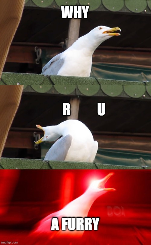 Inhaling seagull | WHY; R          U; A FURRY | image tagged in inhaling seagull | made w/ Imgflip meme maker