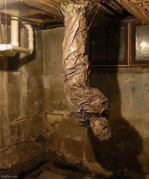 Cursed_cacoon | image tagged in cursed,cursed image,memes,funny,cacoon,wtf | made w/ Imgflip meme maker