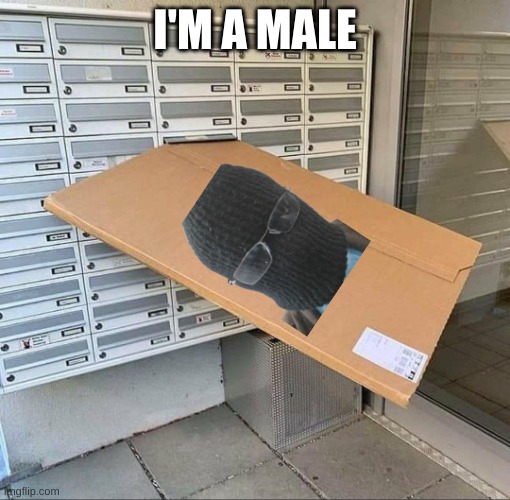 Yo guys, I'm a male! | I'M A MALE | image tagged in big mail | made w/ Imgflip meme maker