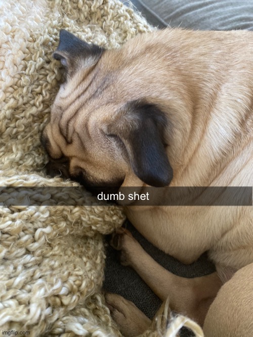 My pup | dumb shet | image tagged in lol,dogs | made w/ Imgflip meme maker