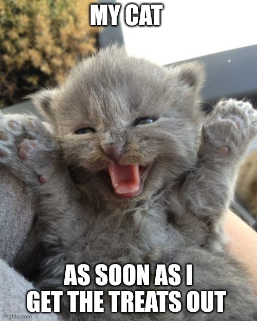 Yay Kitty | MY CAT; AS SOON AS I GET THE TREATS OUT | image tagged in yay kitty | made w/ Imgflip meme maker