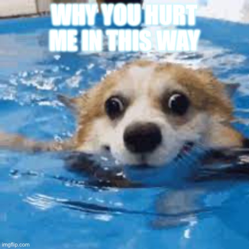 Doggy | WHY YOU HURT ME IN THIS WAY | image tagged in why you hurt me in this way | made w/ Imgflip meme maker