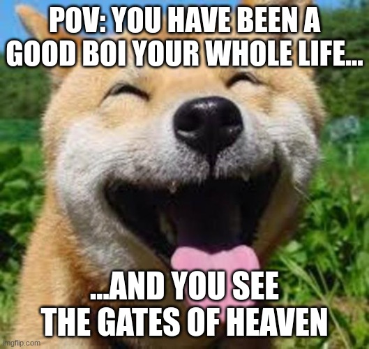 This will become legit once Kabosu the Doge passes. Until then, laugh all you want. | POV: YOU HAVE BEEN A GOOD BOI YOUR WHOLE LIFE... ...AND YOU SEE THE GATES OF HEAVEN | image tagged in happy doge,meme,doge | made w/ Imgflip meme maker