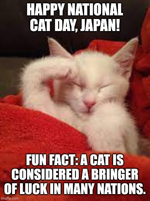 I won't fail you commander | HAPPY NATIONAL CAT DAY, JAPAN! FUN FACT: A CAT IS CONSIDERED A BRINGER OF LUCK IN MANY NATIONS. | image tagged in memes,kitten,luck | made w/ Imgflip meme maker