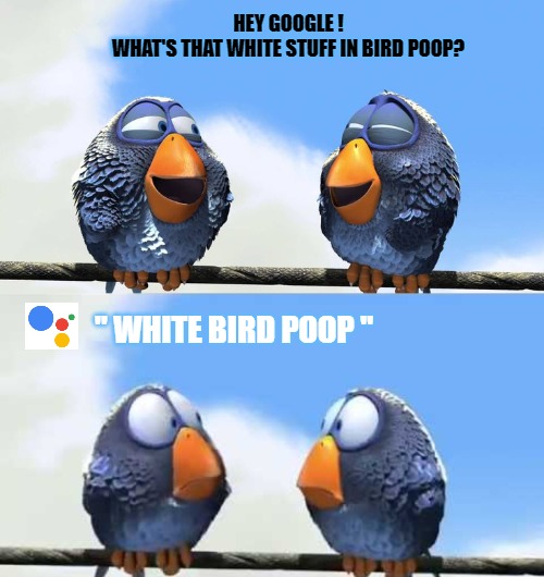 Bird poop | HEY GOOGLE !
WHAT'S THAT WHITE STUFF IN BIRD POOP? " WHITE BIRD POOP " | image tagged in bird poop,white bird poop,kewlew | made w/ Imgflip meme maker