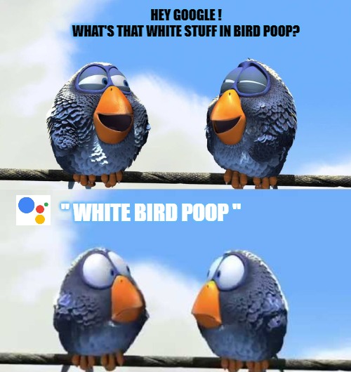 bird-poop-imgflip