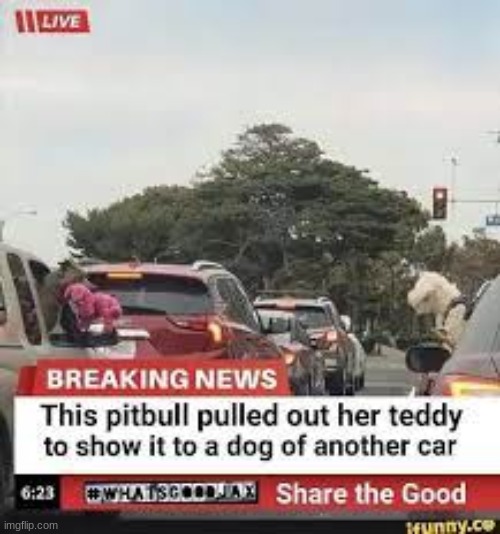 the only news i care about | image tagged in dogs,cute,teddy bear,cars,breaking news,pitbull | made w/ Imgflip meme maker