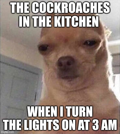 Chihuahua Meme Face | THE COCKROACHES IN THE KITCHEN; WHEN I TURN THE LIGHTS ON AT 3 AM | image tagged in chihuahua meme face | made w/ Imgflip meme maker