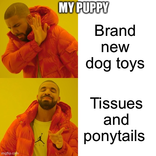 Drake Hotline Bling Meme | MY PUPPY; Brand new dog toys; Tissues and ponytails | image tagged in memes,drake hotline bling,dogs,puppy | made w/ Imgflip meme maker