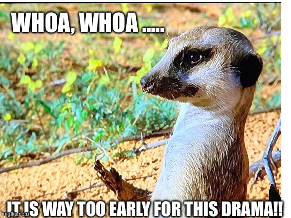 Whoa, hold the drama | WHOA, WHOA ….. IT IS WAY TOO EARLY FOR THIS DRAMA!! | image tagged in meerkat,drama,too early | made w/ Imgflip meme maker