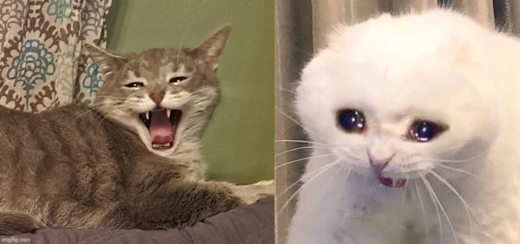 My cat re-created this meme | image tagged in screaming kitten | made w/ Imgflip meme maker